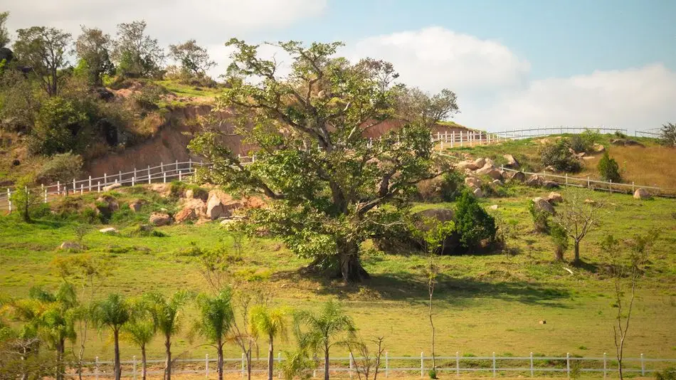 Galeria Haras La Estancia — foto 20
