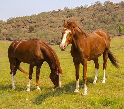 Para-raios iônico do Haras La Estancia